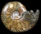 Cleoniceras Ammonite Fossil - Madagascar #36725-1